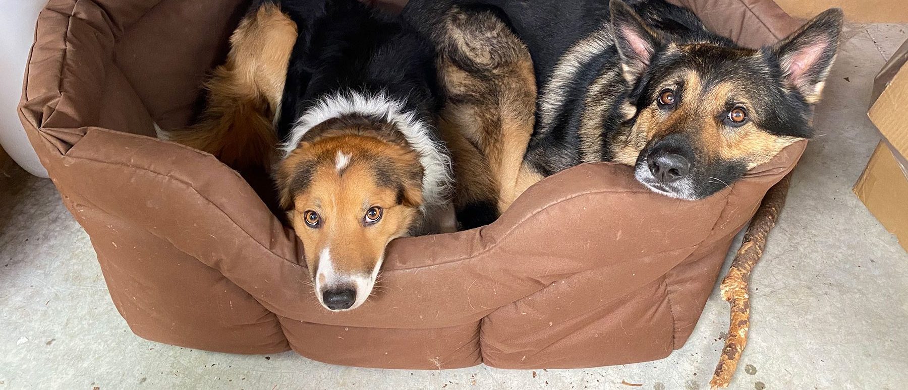 Dogs